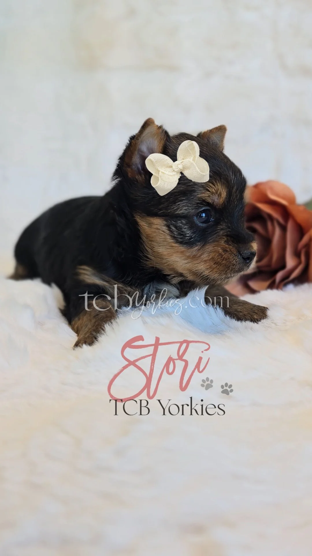A small black and brown puppy with a cream-colored bow on its head, lying on a soft white blanket, with the text 'Stori TCB Yorkies' and a website URL overlayed.