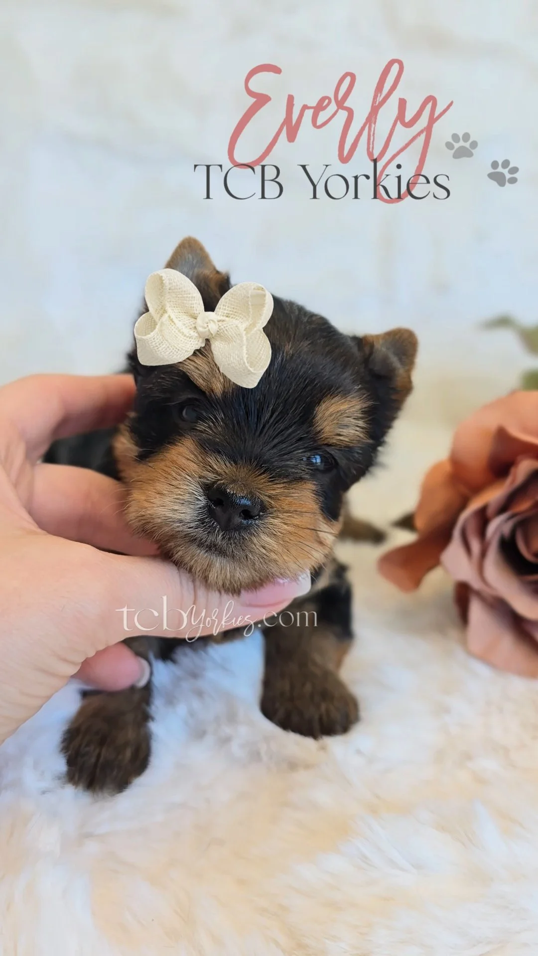 Close-up of a tiny black and brown Yorkshire Terrier puppy with a cream bow on its head, held gently by a person's hand. The background has text reading 'Everly TCB Yorkies' with paw prints, and a blurred flower on the right side.