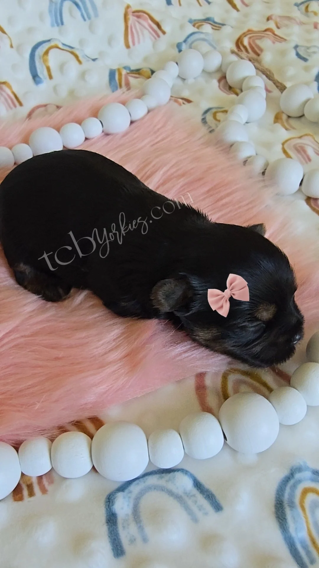 A tiny black puppy with a pink bow on its head, lying on a pink blanket, surrounded by white beads and on a colorful fabric with rainbows.