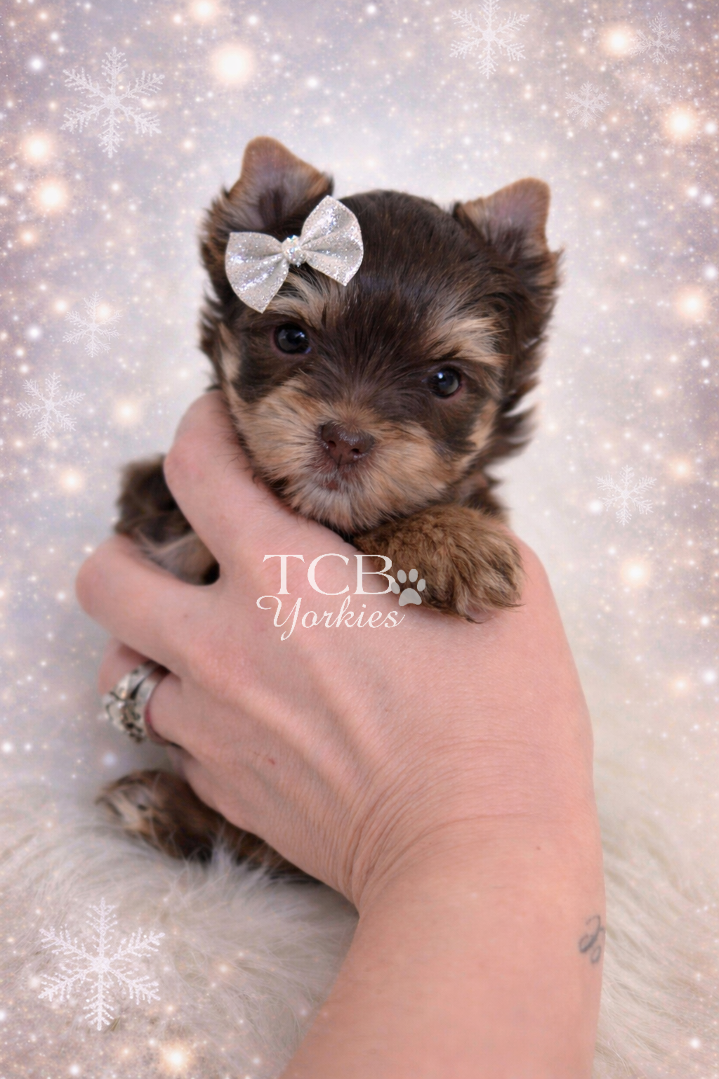 A small brown and black puppy with a silver glitter bow on its head, being held in a person's hand against a festive snowy background with snowflakes.