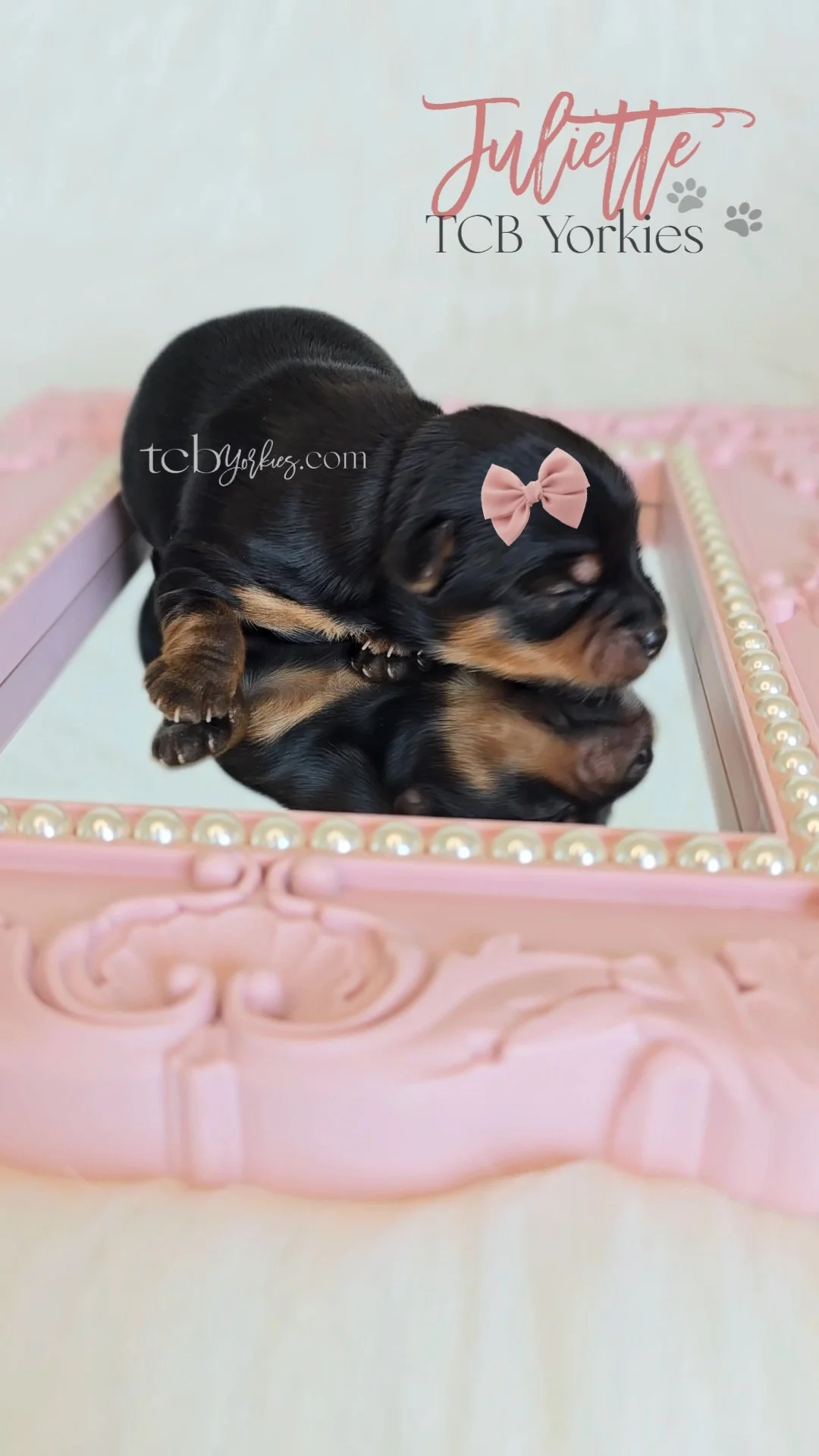 A black and tan puppy with a pink bow on its head sleeping on a pink ornate mirror frame, which reflects its face.