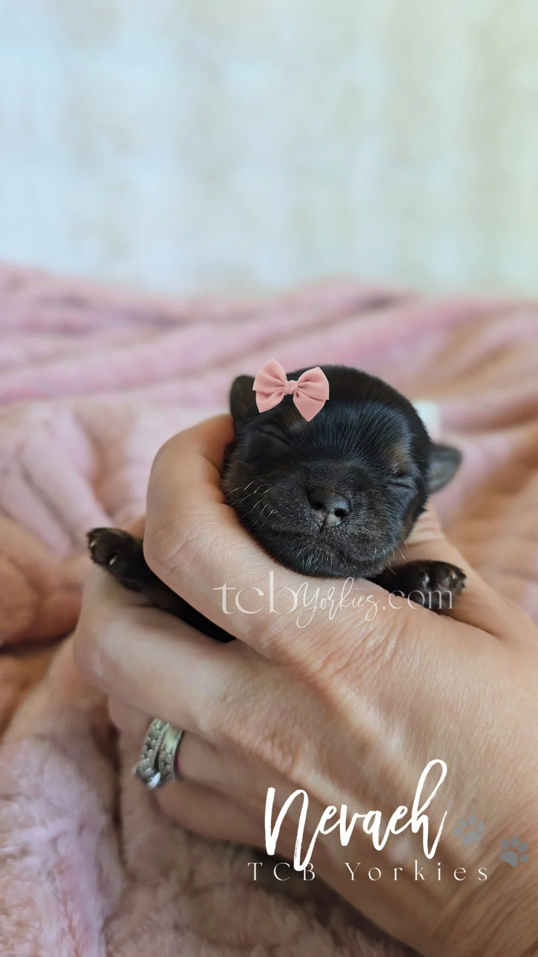 A tiny black puppy with a pink bow on its head, sleeping peacefully in a person's hand. Background includes pink blankets and the text 'Nervch TCB Yorkies'.