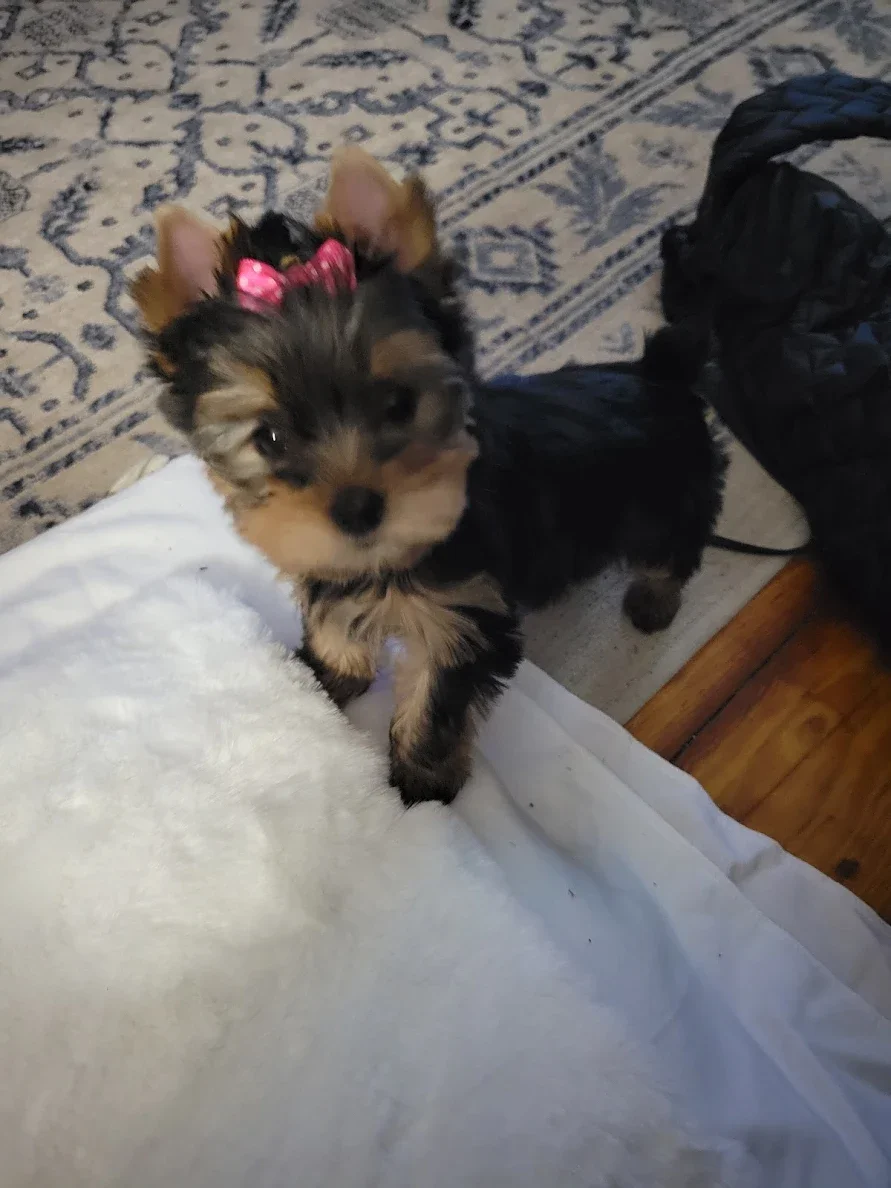 A small, fluffy puppy with a pink bow on its head looking up at the camera. The puppy has multicolored fur with black, brown, and white patches. It is standing indoors on a white blanket or sheet with a patterned rug and wooden floor nearby.