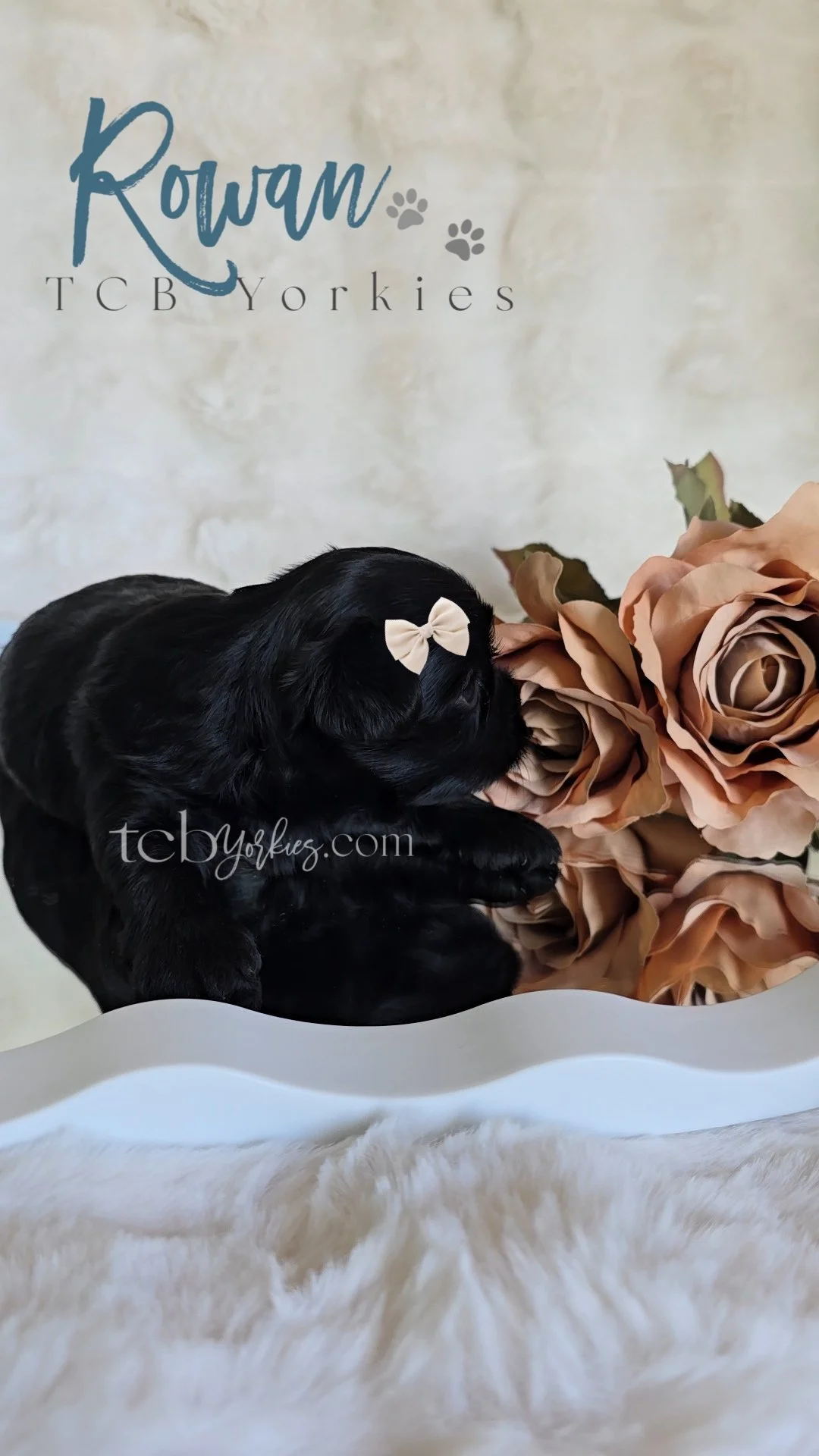 A black puppy with a white bow on its head lying next to a large artificial beige rose on a shiny surface, with text indicating 'Rowan TCBYorkies' and website 'tcb yorkies.com' in the background.