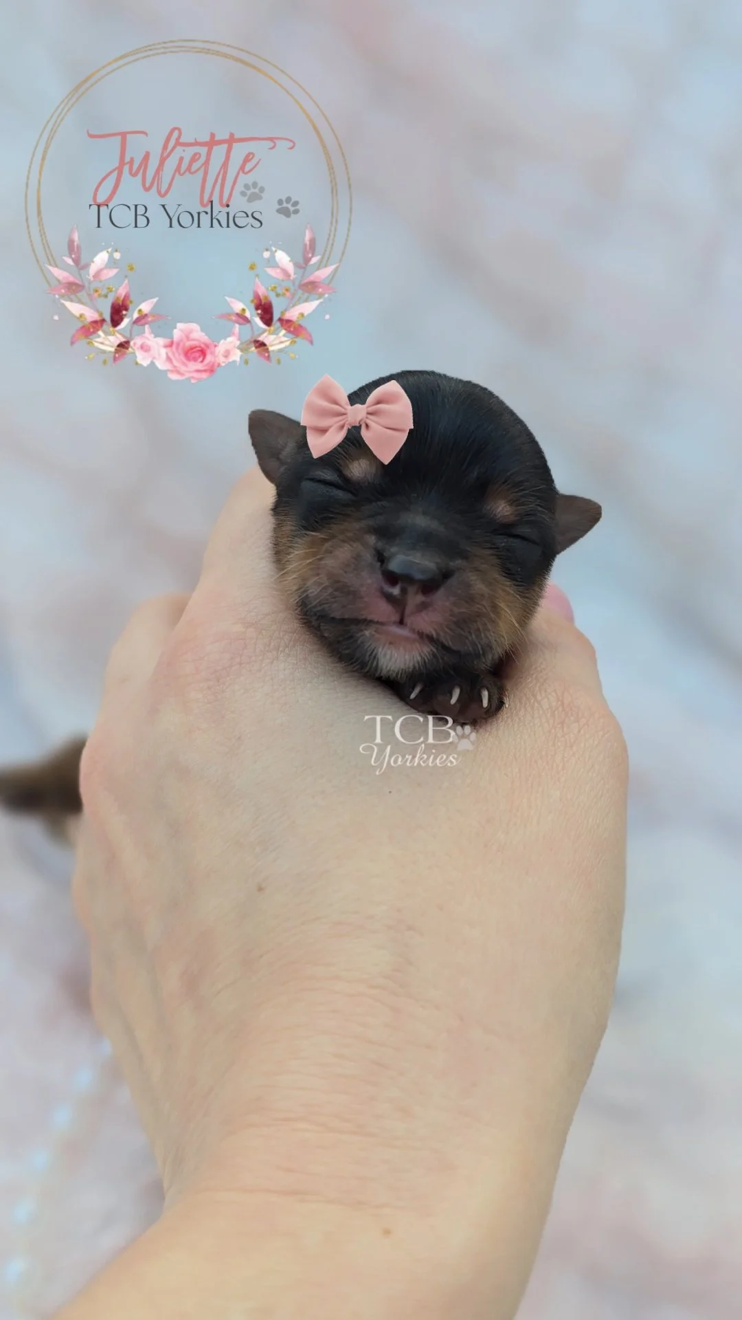 A tiny black and brown puppy with a pink bow on its head, being gently held in a person's hand, with a background that has a logo for Juliette TCB Yorkies.