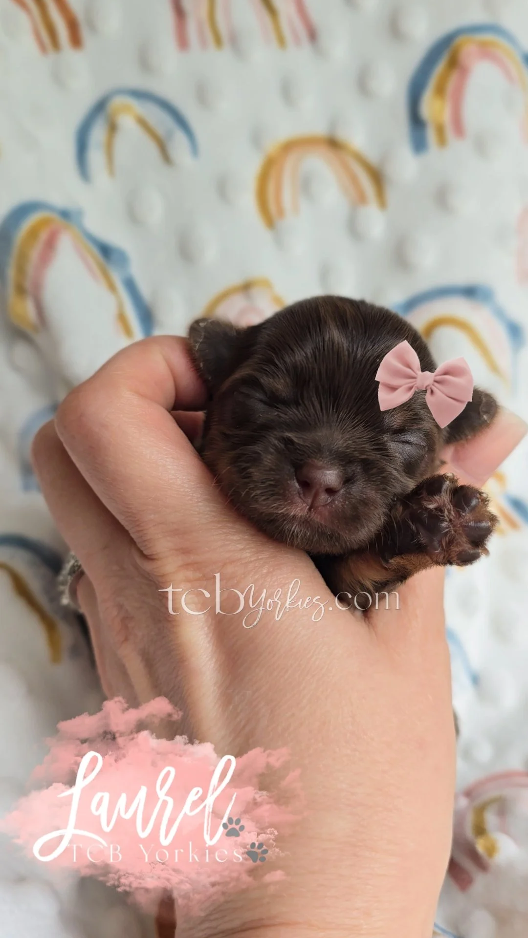 A tiny, dark-haired puppy with closed eyes and a pink bow on its head, held gently in a person's hand, with a rainbow-patterned blanket in the background.