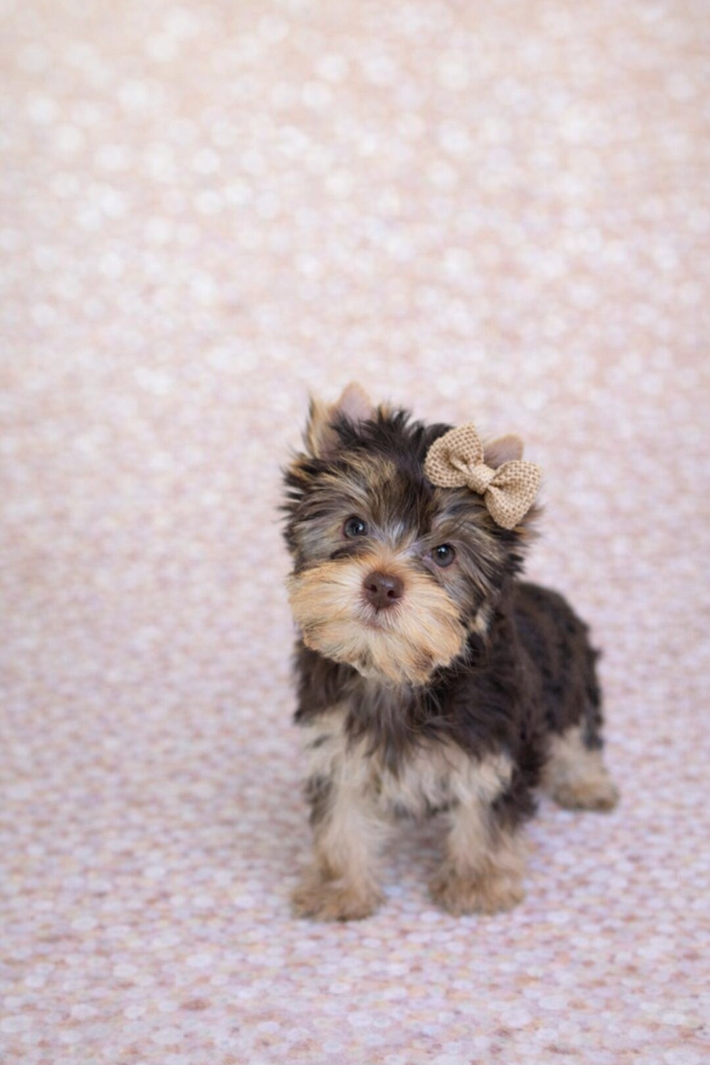 A cute, small Yorkie puppy with a beige bow on its head, standing on a light-colored textured surface. Greenwood SC South Carolina 