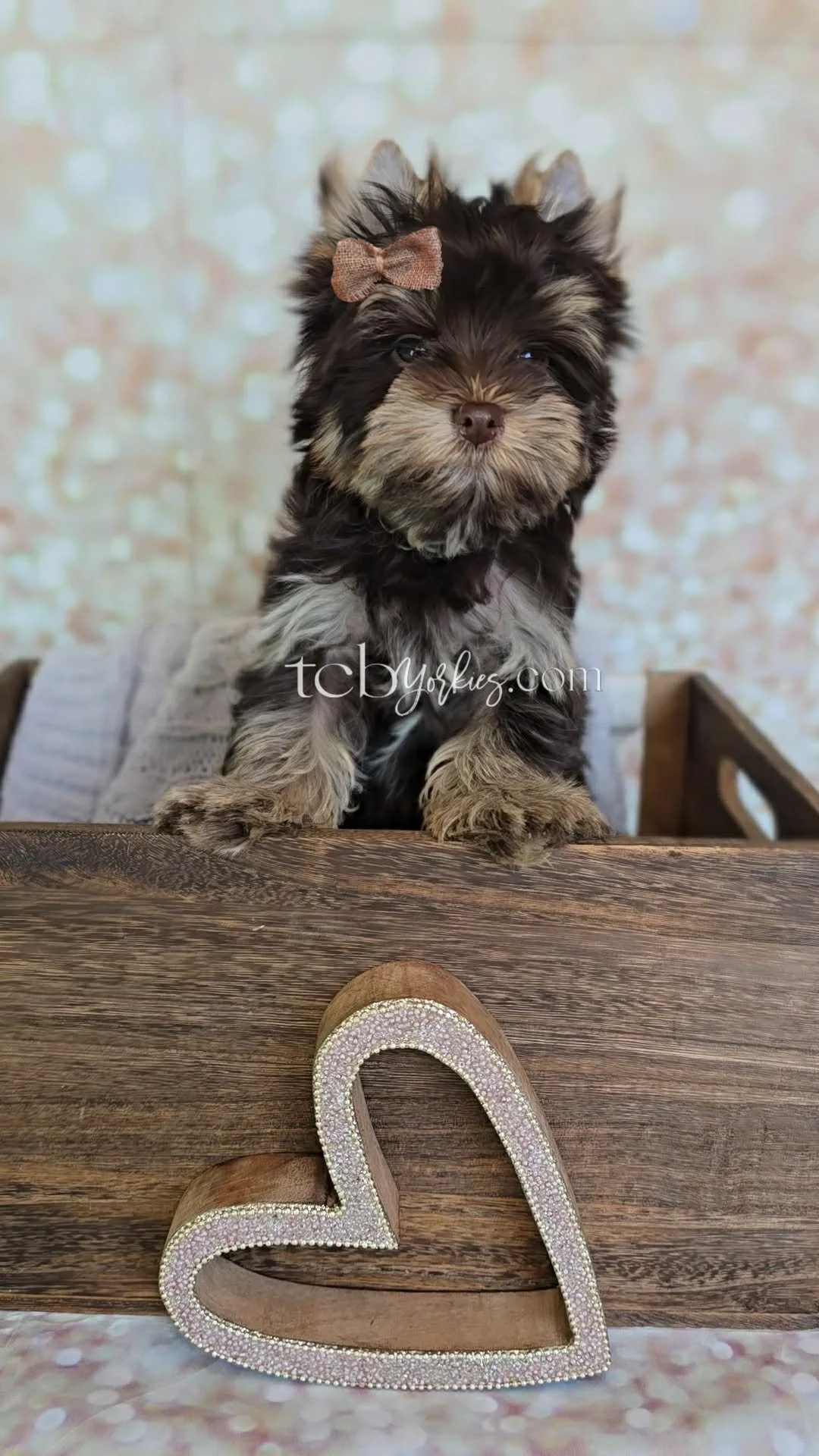 A cute small puppy with black and brown fur, wearing a small brown bow, sniffs over a wooden surface. In the foreground, a decorative heart-shaped jewel-encrusted object rests on the table. The background is a soft, out-of-focus light-colored wall.