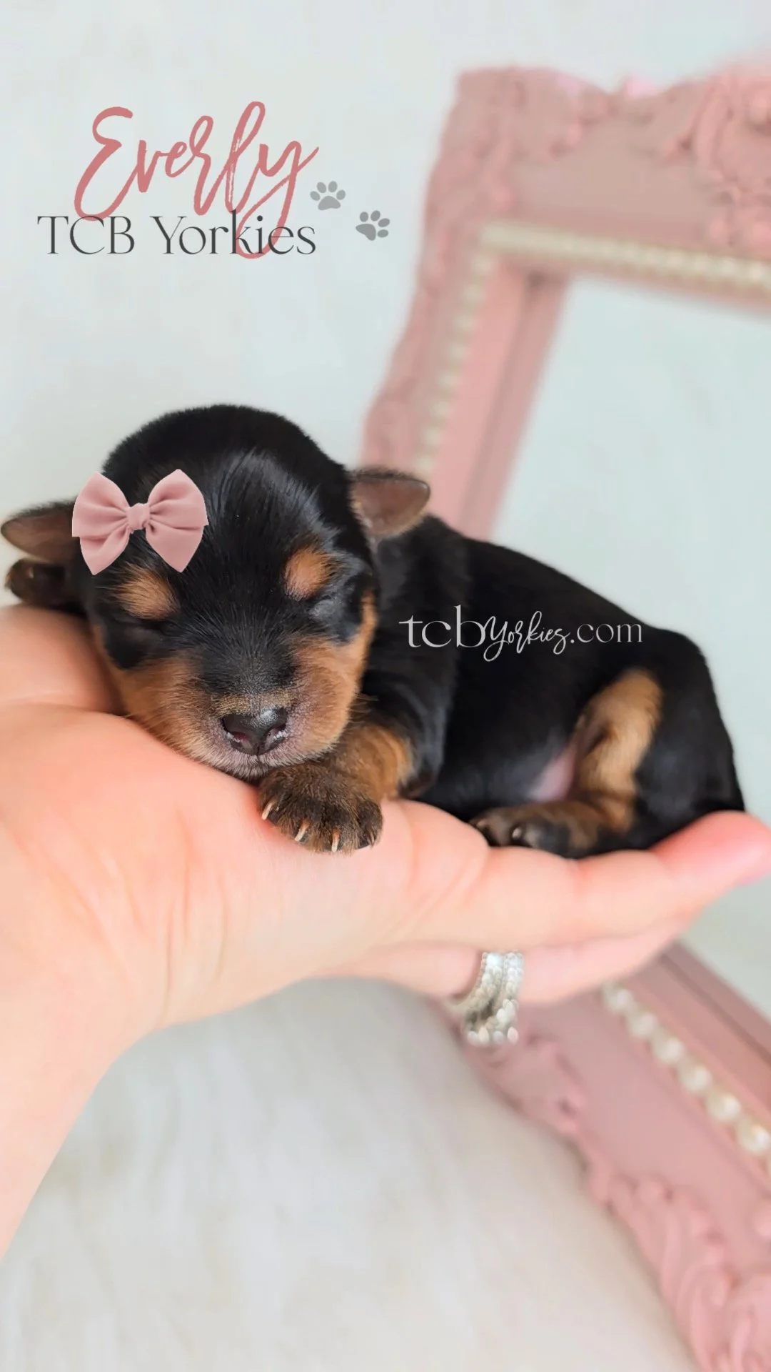 A tiny black and tan puppy sleeping on a person's hand, wearing a pink bow on its head, with a pink decorated frame in the background.