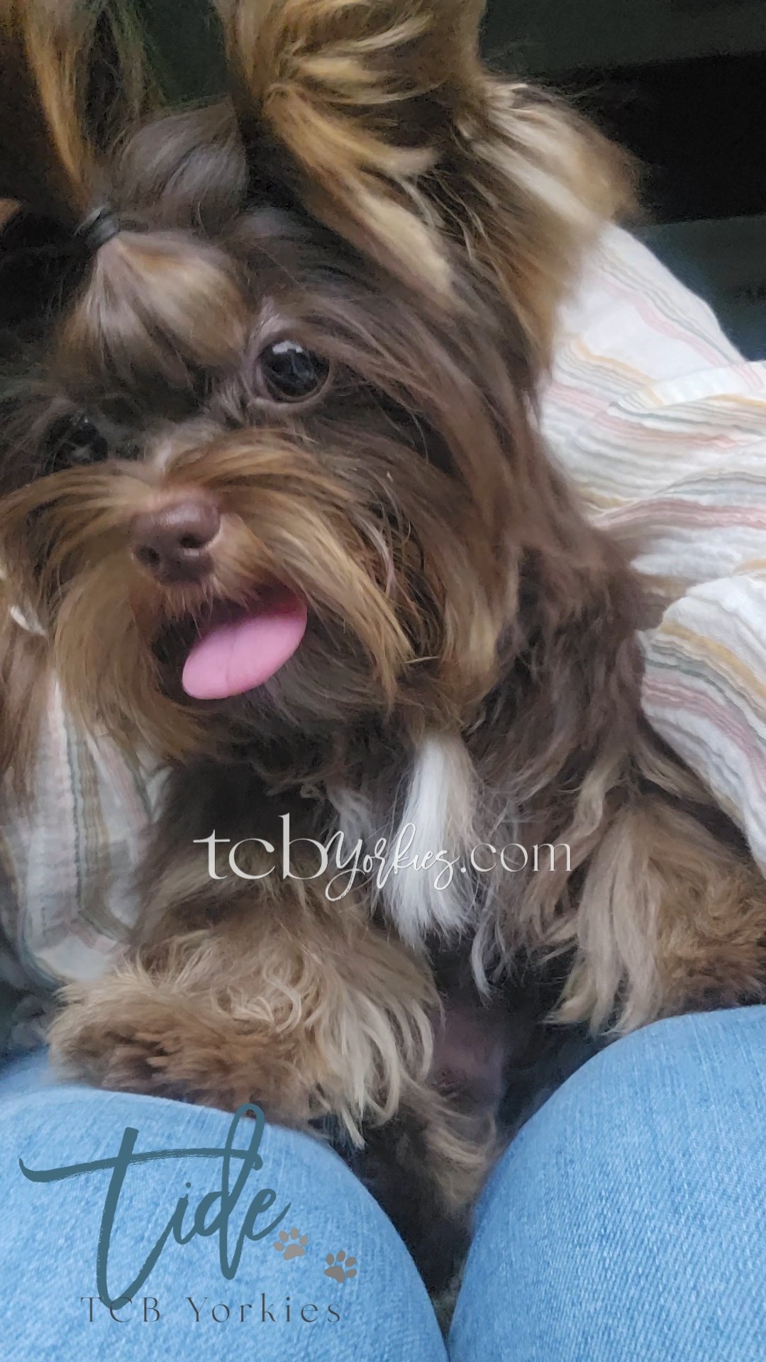 A small brown and black dog with wavy fur, tongue out, lying on a person's lap. The person is wearing light blue jeans with a faded text and paw print design. The dog has long hair and appears to be a Yorkshire Terrier.