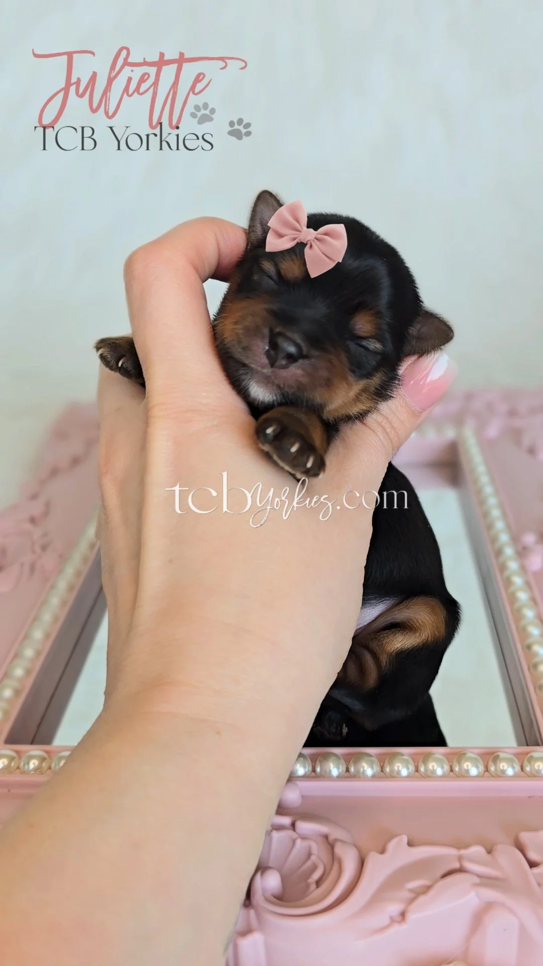 A tiny black and tan puppy with a pink bow on its head being gently held in a person's hand. The background features a pink decorative mirror frame with pearl accents.