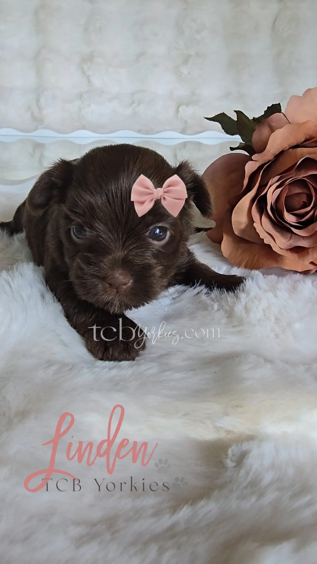 A small brown puppy with a pink bow on its head lounging on a white fluffy surface next to a large pinkish-brown artificial rose.