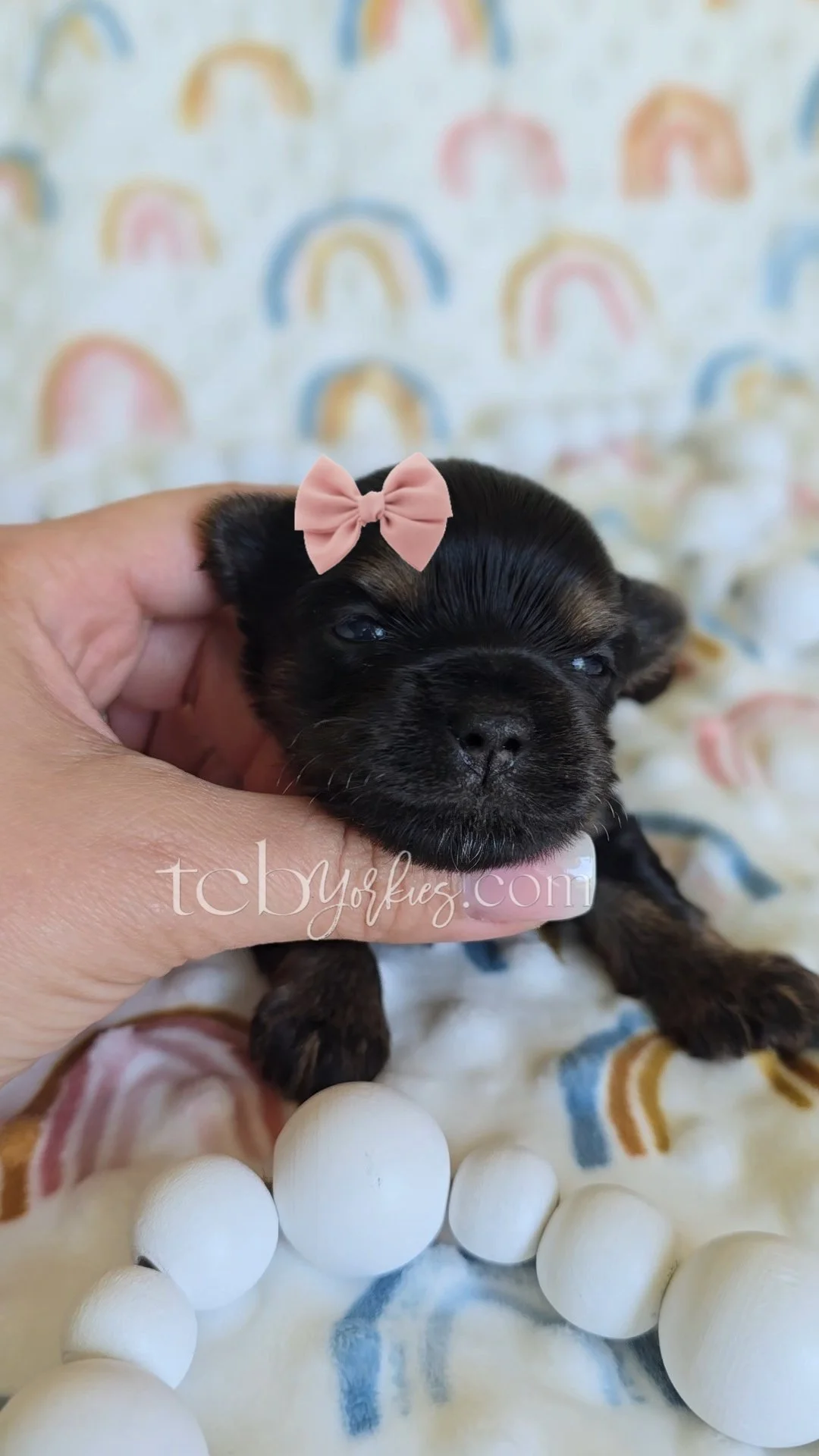 Close-up of a tiny black puppy with a pink bow on its head, held gently by a person's hand, with a background of pastel-colored rainbows and white balls.