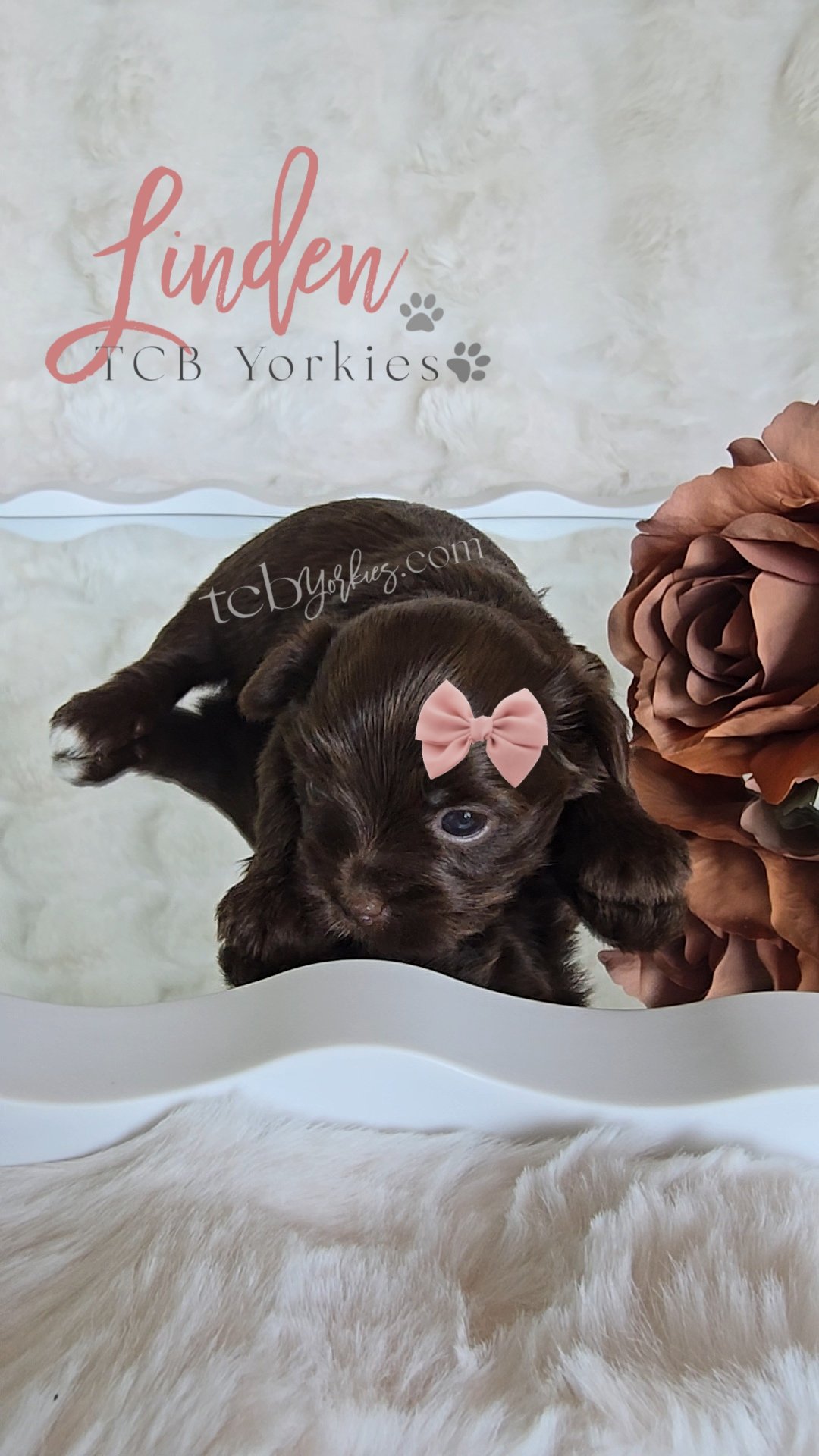 A brown puppy with a pink bow on its head sitting on a white fluffy surface, with a large brown flower on the right and a white sign in the background that reads 'Linden TCB Yorkies'.