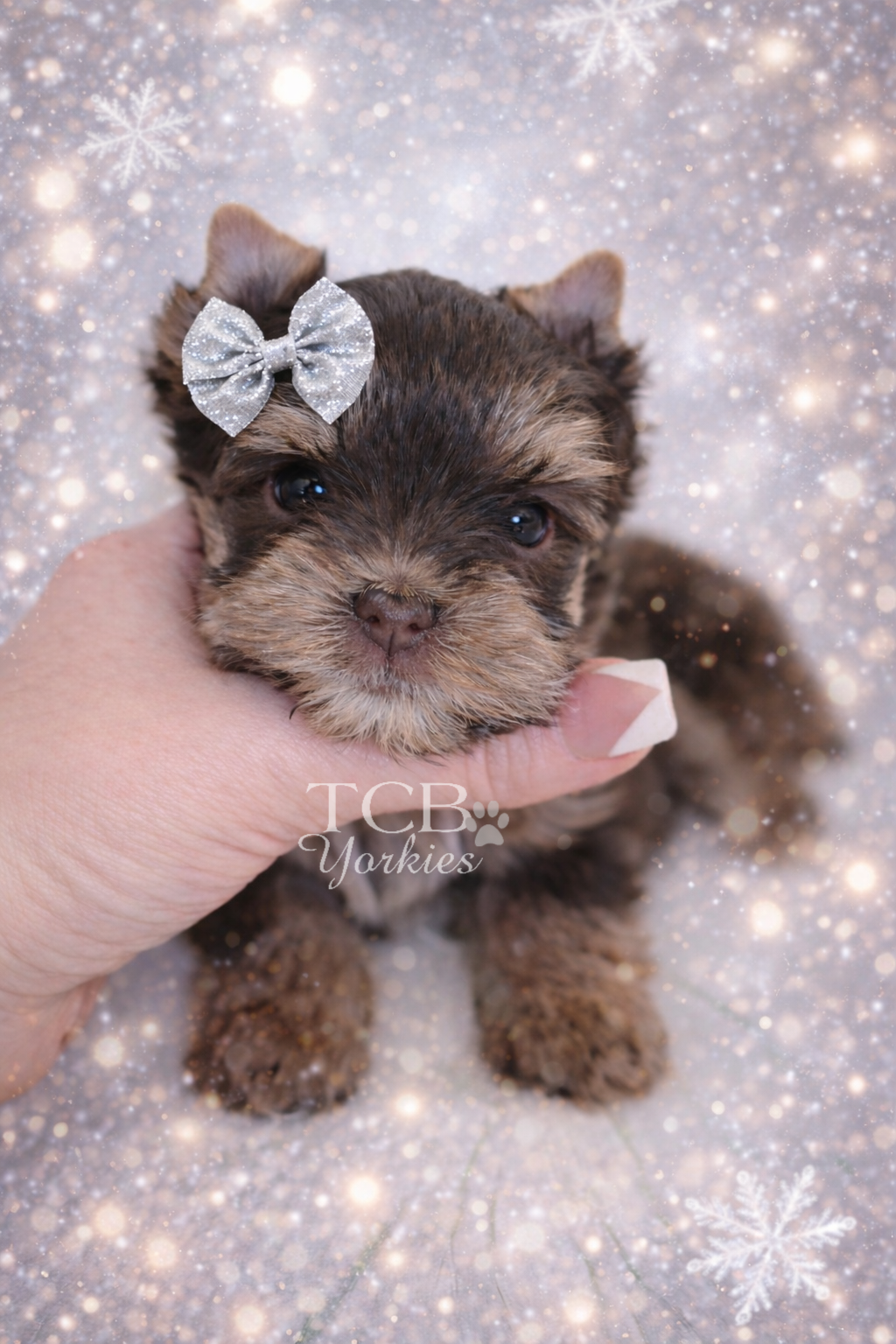 A small brown puppy with a silver bow on its head, held in a person's hand, with a sparkly winter background and snowflake decorations.