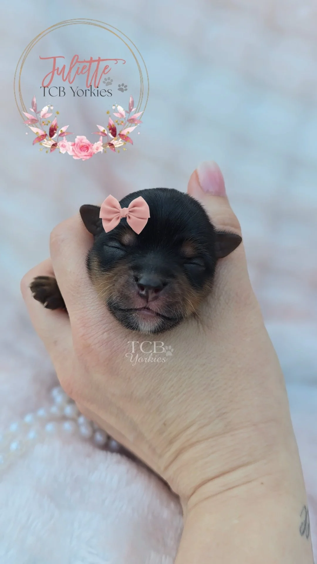 A tiny black and tan puppy with a pink bow on its head being held in a person's hand. The background features a soft, pink and white surface with faux pearls. There is a watermark for TCB Yorkies and a floral logo with the name Juliette.