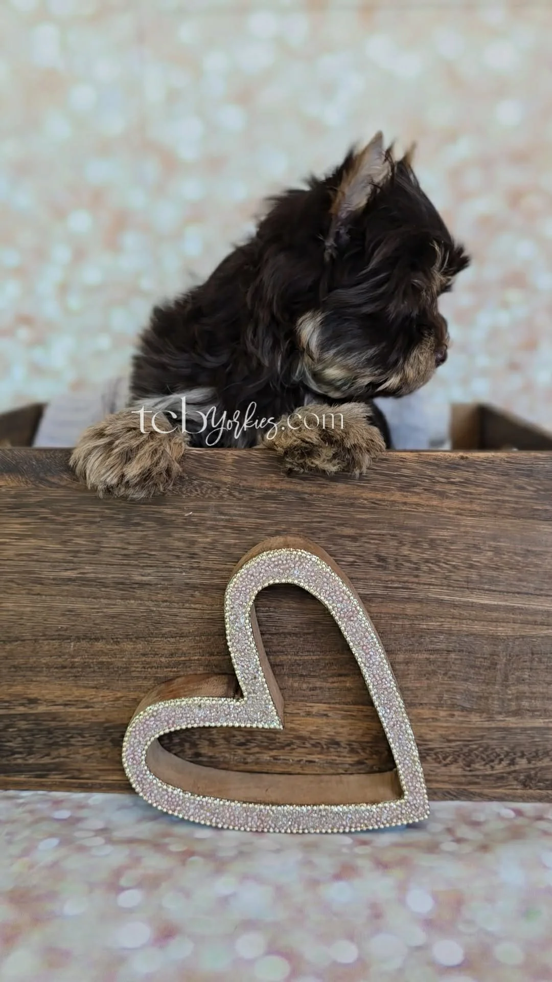 A small black and tan puppy with floppy ears leaning over a wooden surface with a rhinestone heart decoration in front of it, against a sparkly, light-colored background.