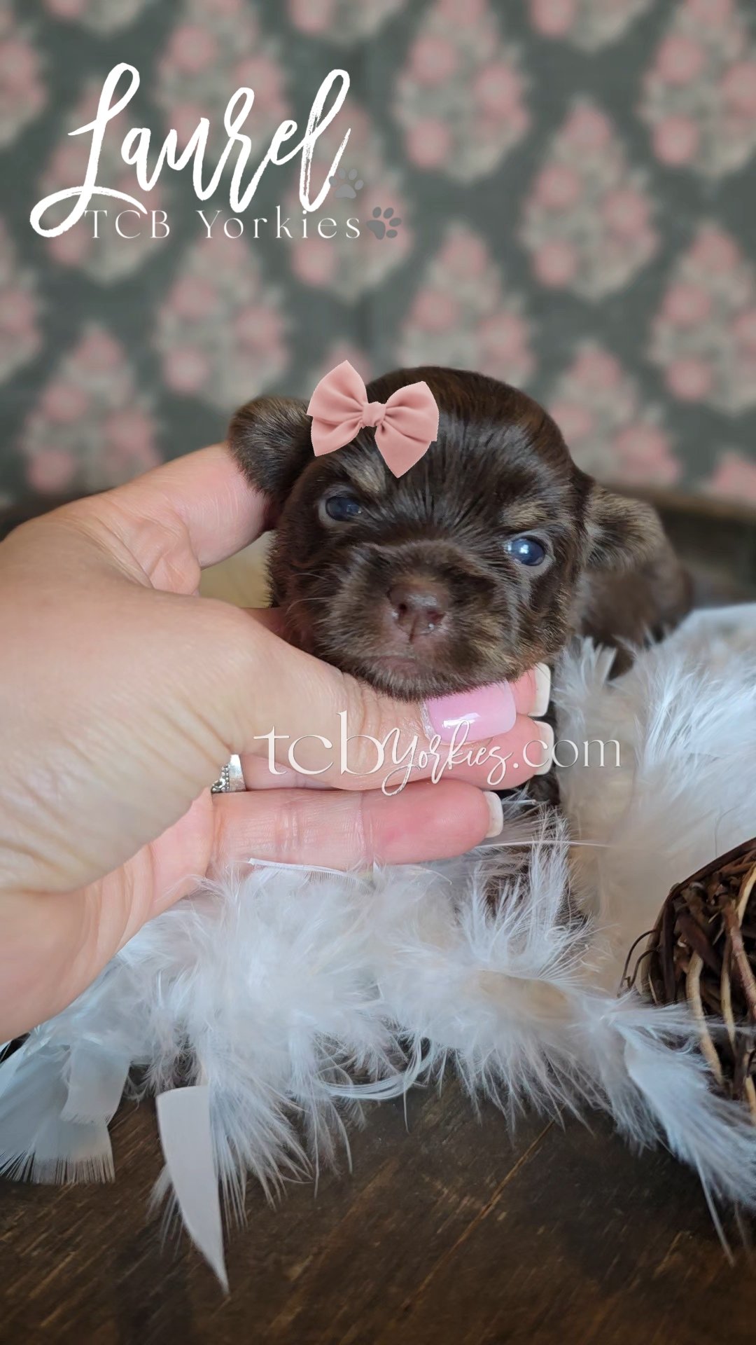 A small brown and white puppy with a pink bow on its head being gently held by a person's hand, with a blurred floral patterned background.