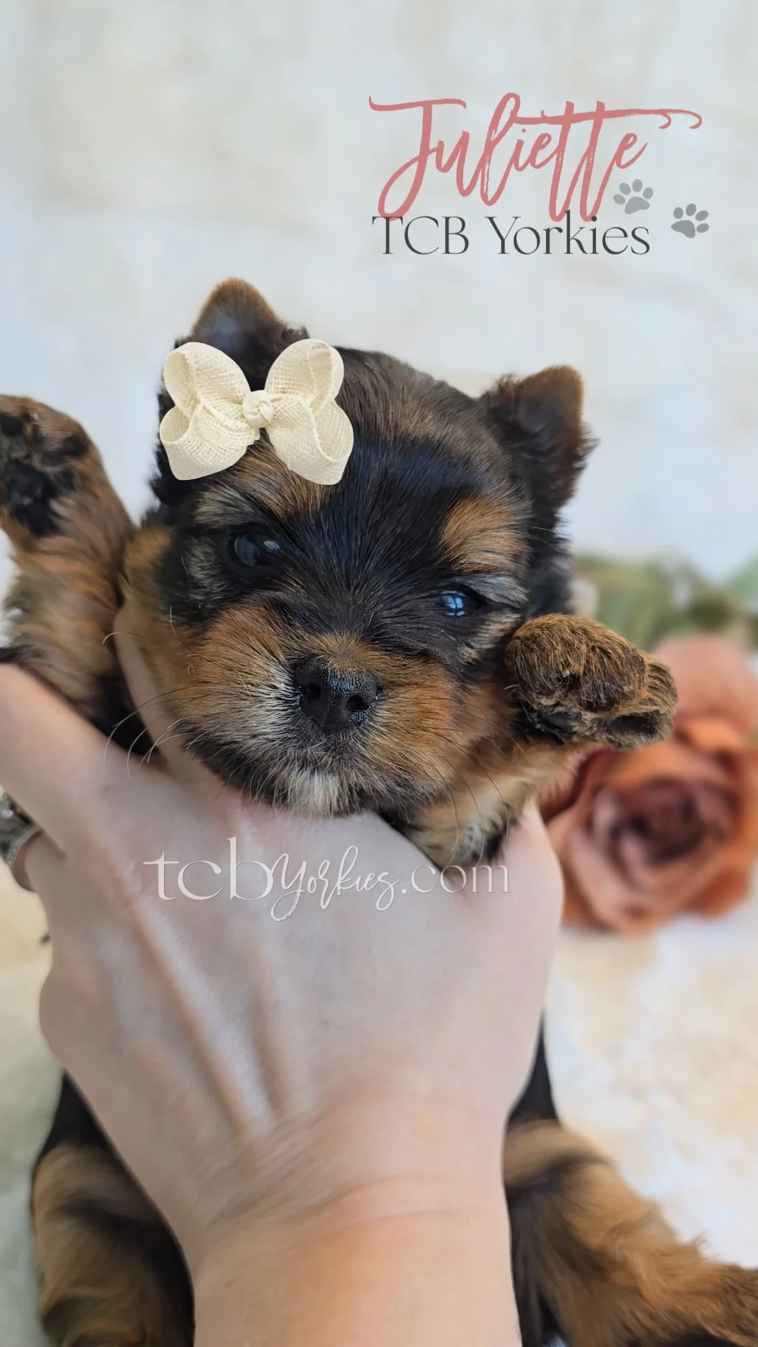 Close-up of a black and tan Yorkshire puppy with a cream bow on its head, being held in a person's hand, with a blurred second puppy in the background.