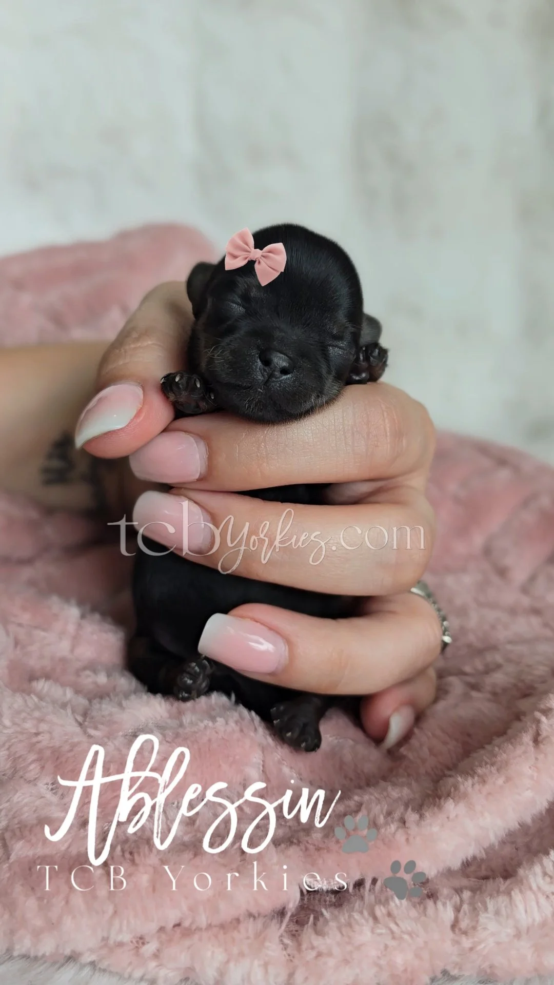 A tiny black puppy with closed eyes and a pink bow on its head, being gently held in a person's hand with polished nails. The background is soft and blurry, and there is text overlay that says 'Ablessin TCB Yorkies'.