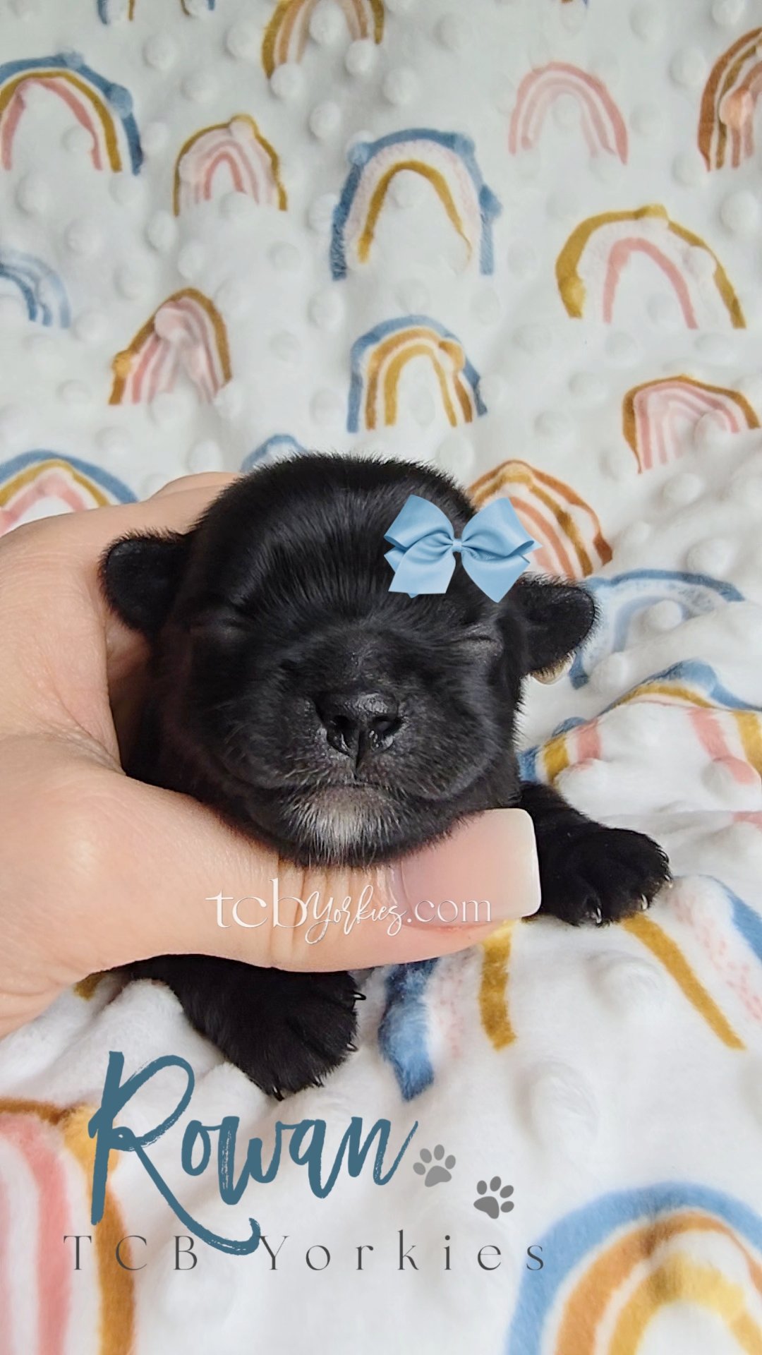A tiny black puppy with a blue bow on its head, resting gently in a person's hand with a rainbow-themed blanket in the background.