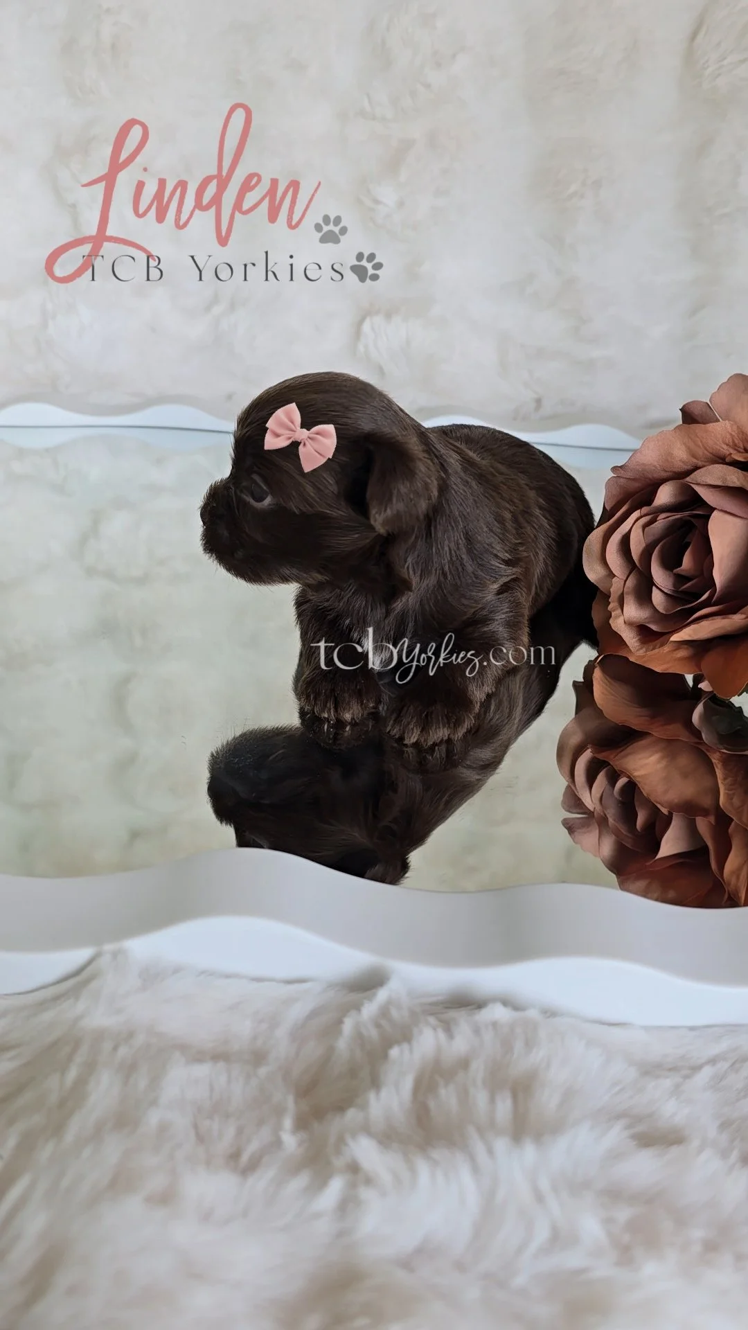 A dark brown puppy with a pink bow on its head sitting on a reflective surface with a large brown flower to the right. Behind the puppy, there is a white furry background with pink and black text that reads 'linden TCB Yorkies' and two paw print icon