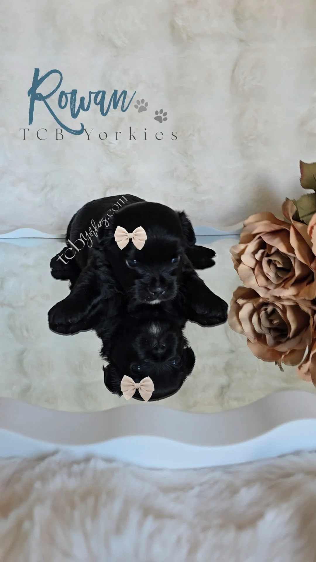 Two black puppies with beige bows on their heads, reflected in a mirror, with a bouquet of brown roses on the side, and a sign on the wall that says "Rowan TCBYorkies" with paw prints.