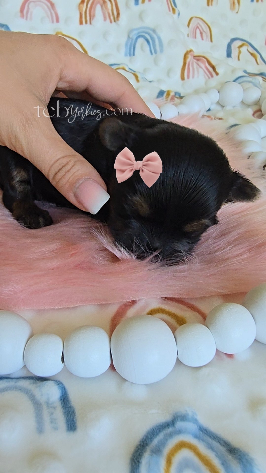 A small black puppy with a pink bow on its head, lying on a pink blanket surrounded by white beads, against a rainbow-patterned fabric background.