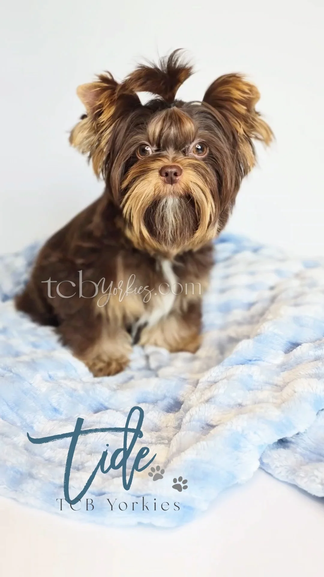 Close-up of a small brown Yorkshire Terrier dog with a fluffy coat, sitting on a blue and white blanket. There is text overlay that says 'Tide' and 'TCB Yorkies' with paw print icons.