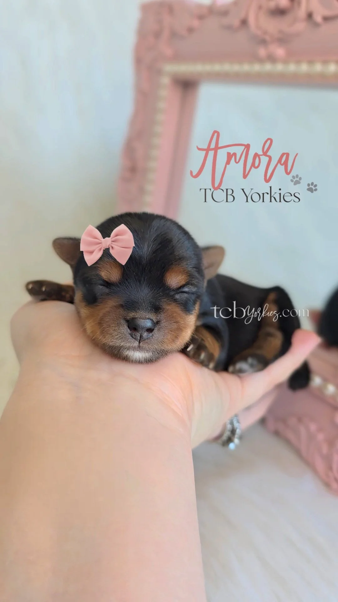 A small black and tan puppy with a pink bow on its head, resting on a person's hand. There is a pink decorative mirror or frame in the background with text overlay reading 'Amora TCB Yorkies' and website URL 'tcb yorkies.com'.