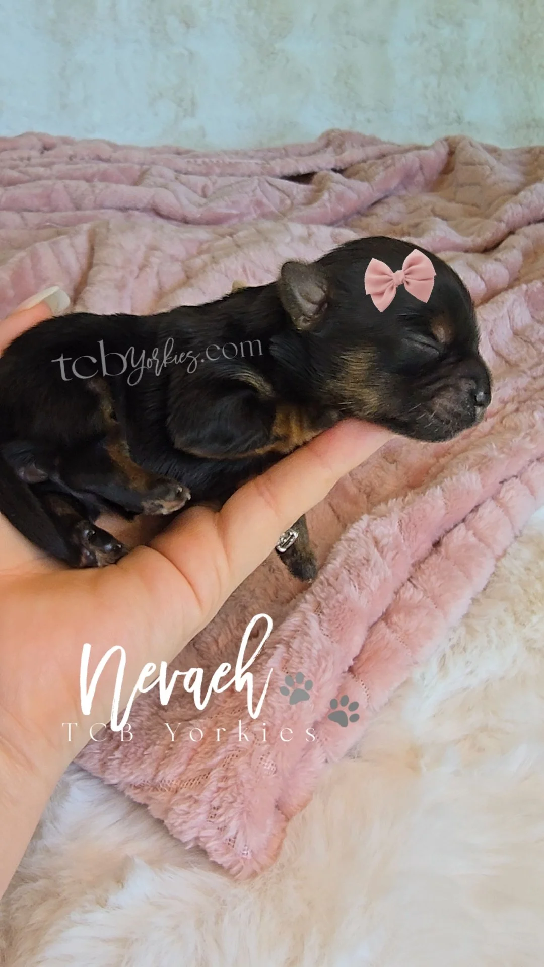 A tiny black and tan Yorkshire Terrier puppy with a pink bow on its head, sleeping on a person's finger, on a pink fluffy blanket.
