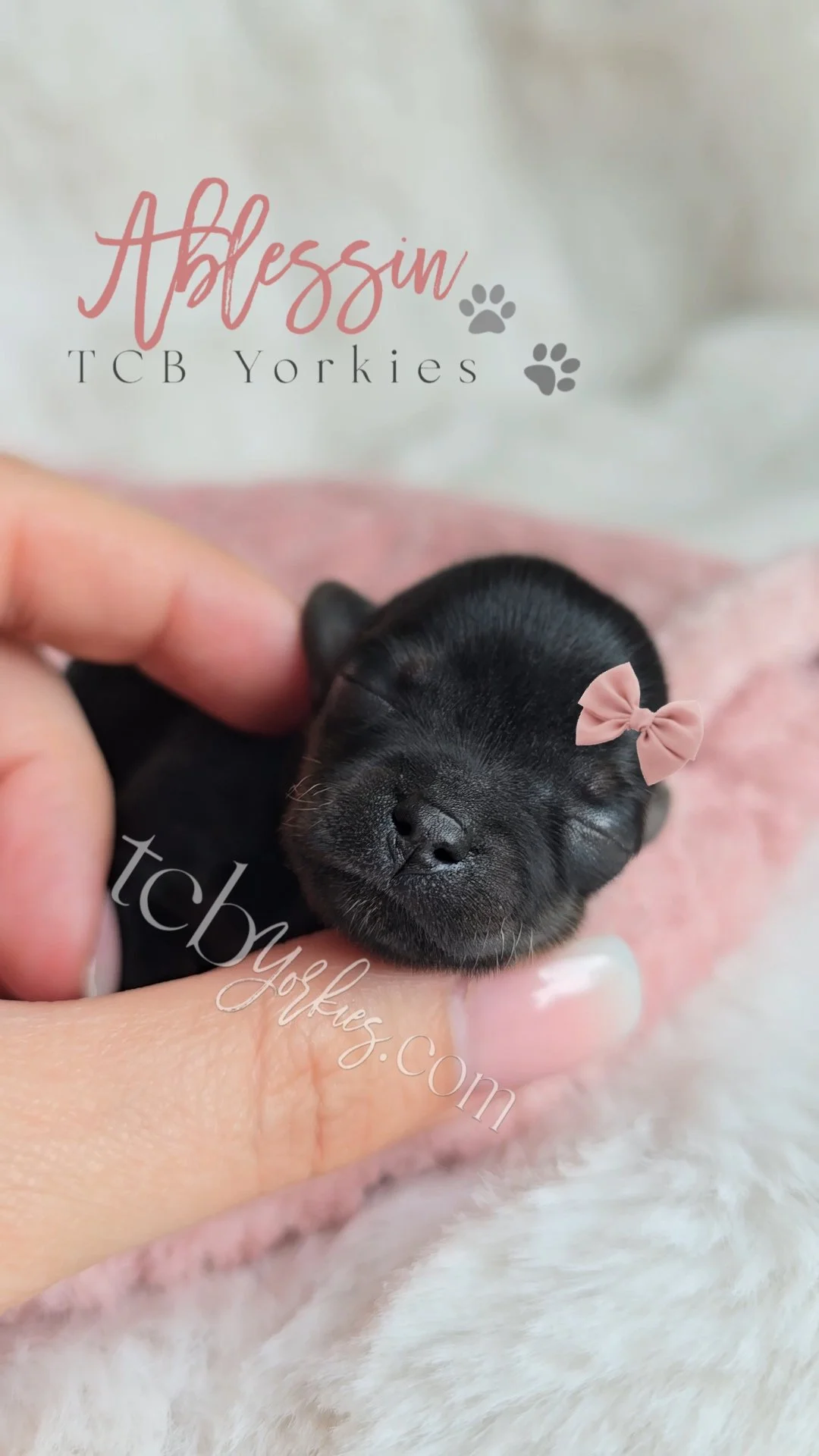 A close-up of a tiny black puppy with closed eyes, resting in hand, wearing a pink bow on its head, with a soft pink blanket in the background.