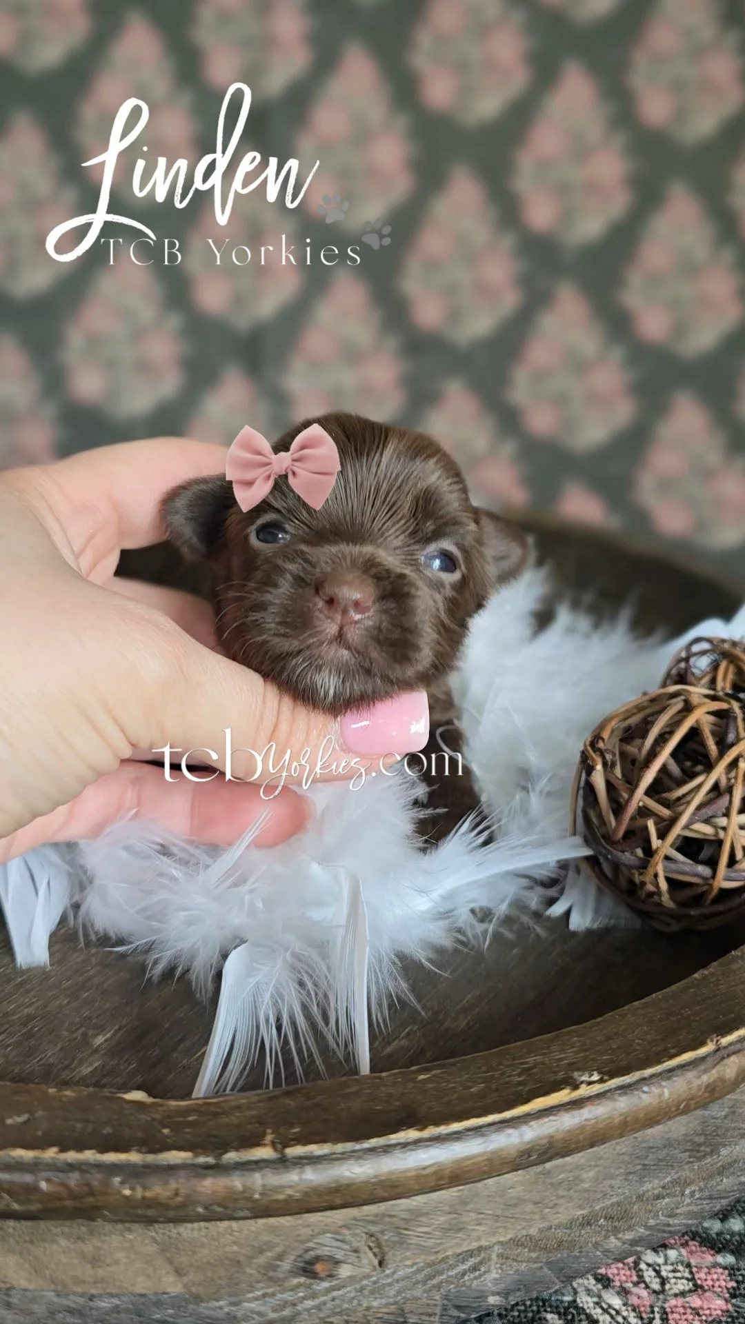 A person holding a small brown puppy with a pink bow on its head, sitting on a white feathered blanket inside a wooden basket with a woven ball nearby.