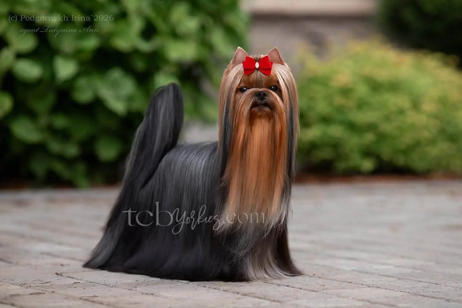 Yorkshire Terrier dog with long, silky fur, styled with a red bow on its head, standing outdoors on a wooden surface with greenery in the background.