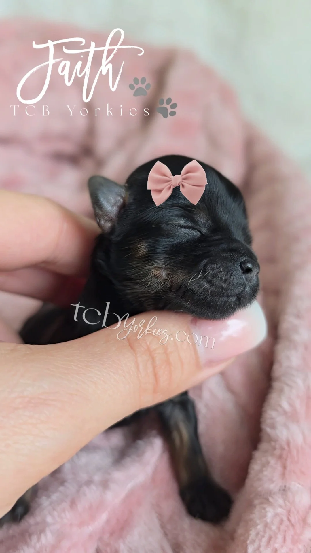 Close-up of a tiny black and brown puppy with a pink bow on its head, being held gently in a person's hand, with a pink blanket in the background.