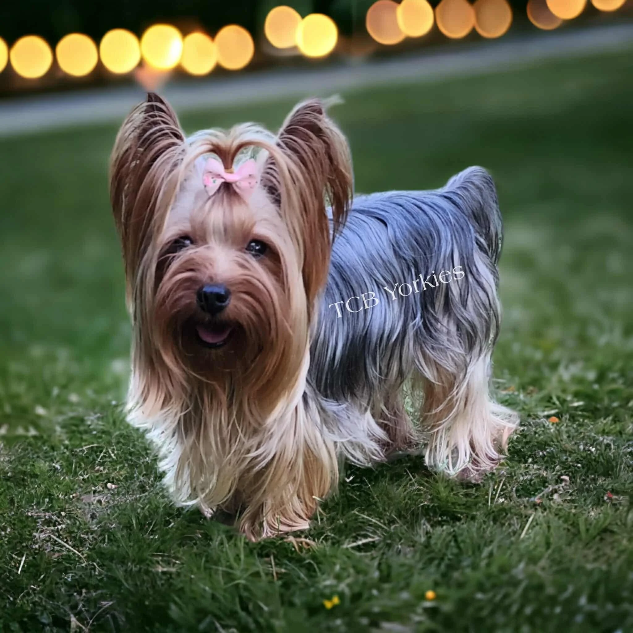 A Yorkshire Terrier dog standing on grass with a pink bow on its head, smiling, and colorful blurred lights in the background.