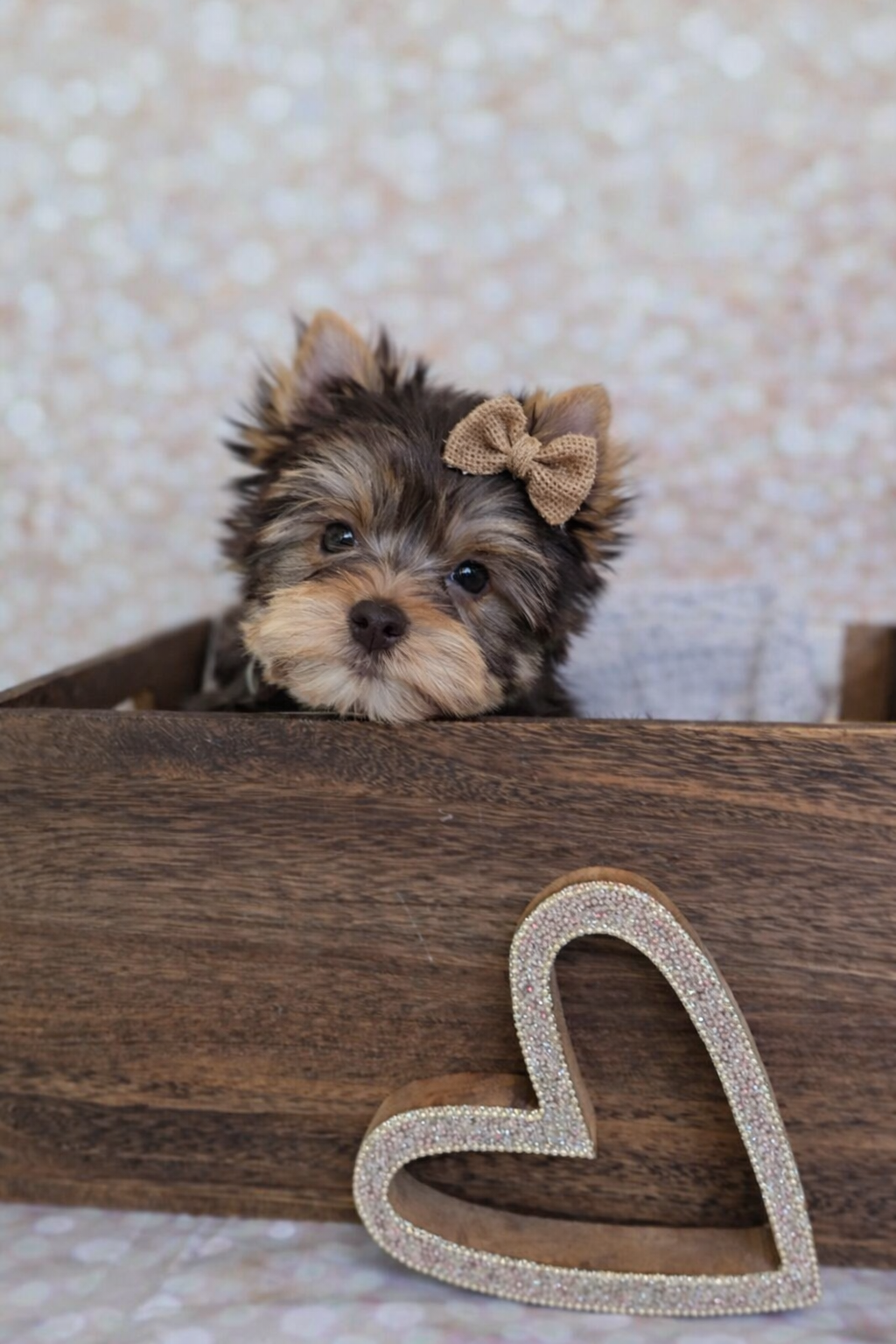 A cute Yorkie puppy with a brown bow on its head peeking over a wooden surface, with a glittery heart decoration in front. Greenwood SC South Carolina 