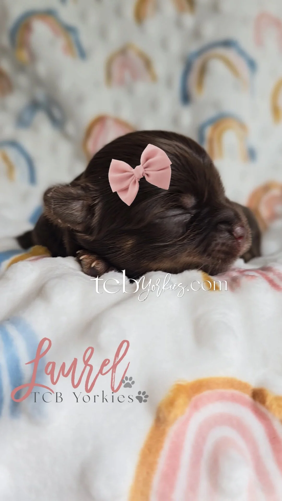 A newborn puppy with dark fur and light brown markings, wearing a pink bow on its head, sleeping on a soft blanket with rainbow patterns.