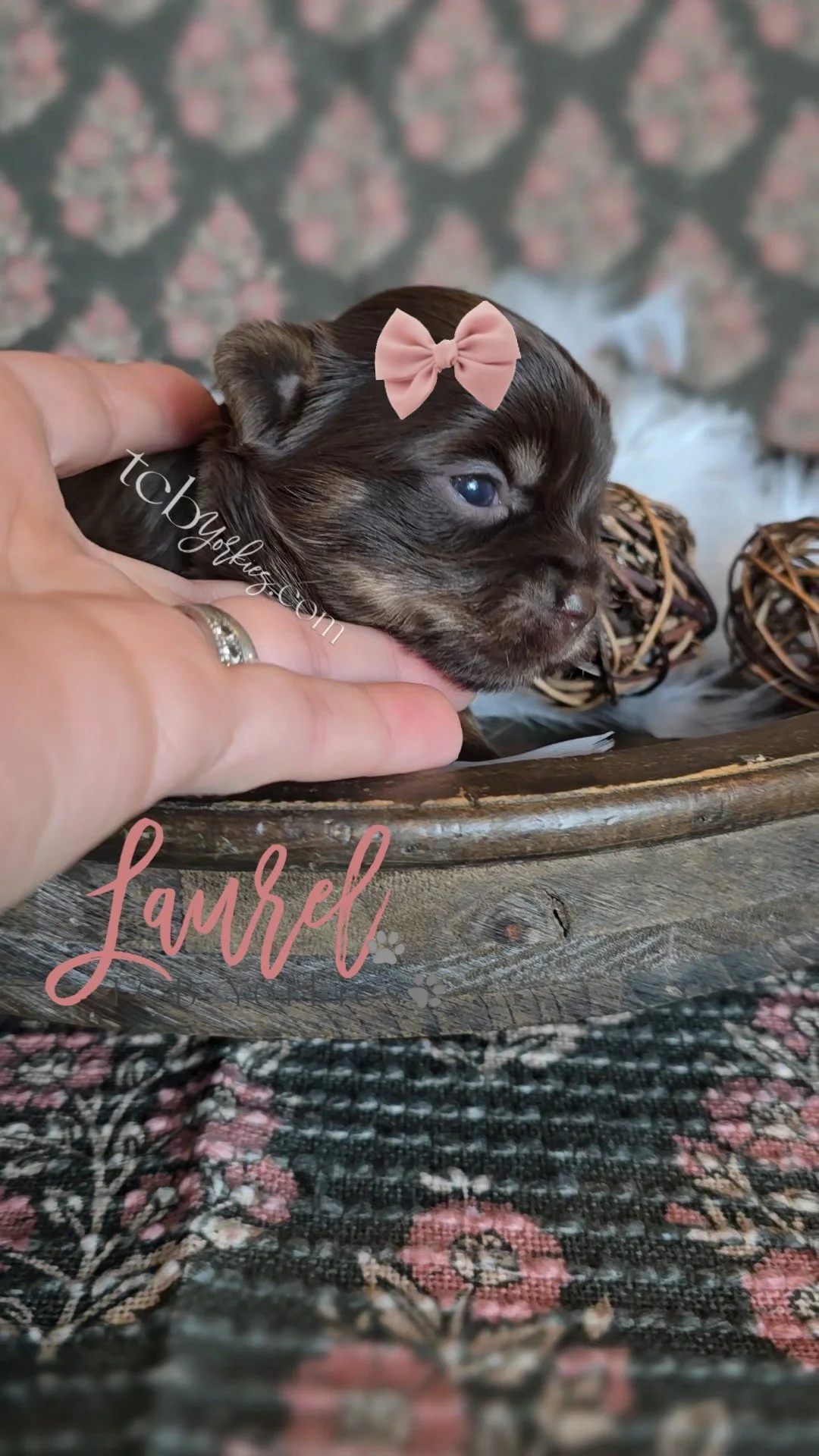 A small, adorable brown puppy with a pink bow on its head being gently held in a person's hand. The background includes a patterned surface with woven balls and floral decor, with the word 'Lambel' written on the image.