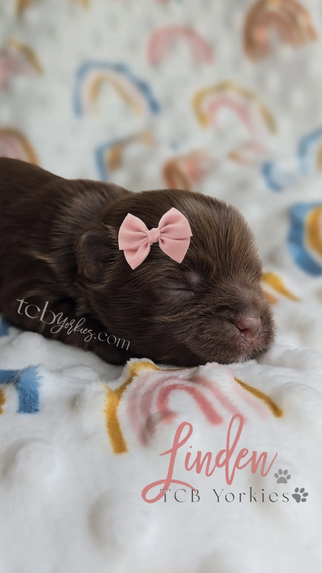A sleeping brown puppy with a pink bow on its head, lying on a colorful blanket with pastel rainbow patterns and the words "linden" and "TCB Yorkies".