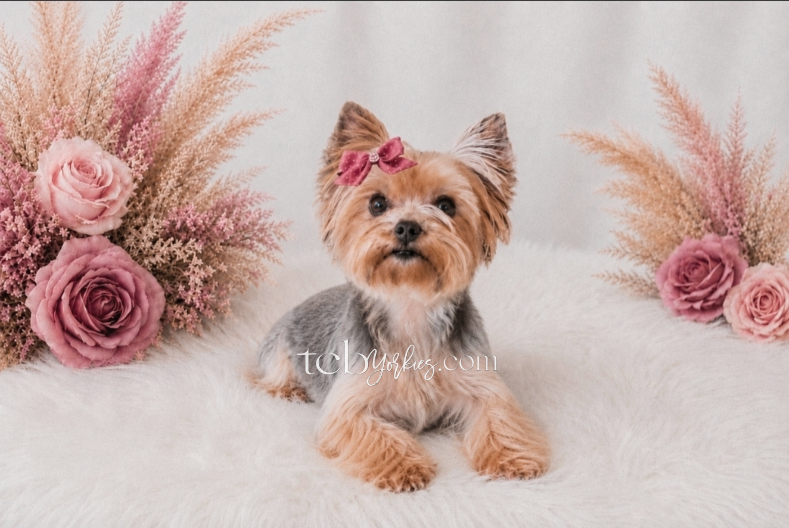 A small dog with tan and gray fur, a pink bow on its head, sitting on a white fluffy surface, with pink roses and pink-colored foliage on either side.