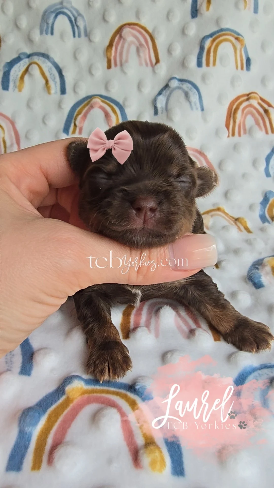 A small brown puppy with a pink bow on its head, held gently in a person's hand, resting on a blanket with rainbow patterns.