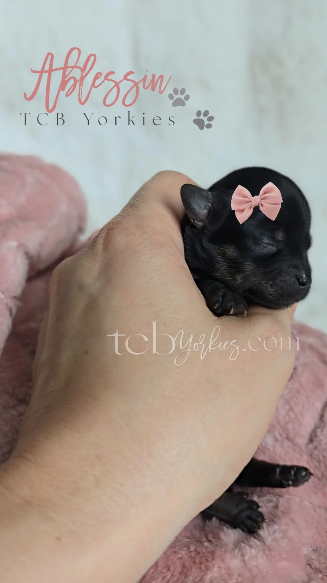 A person gently holding a tiny black puppy with a pink bow on its head, resting on a pink blanket.