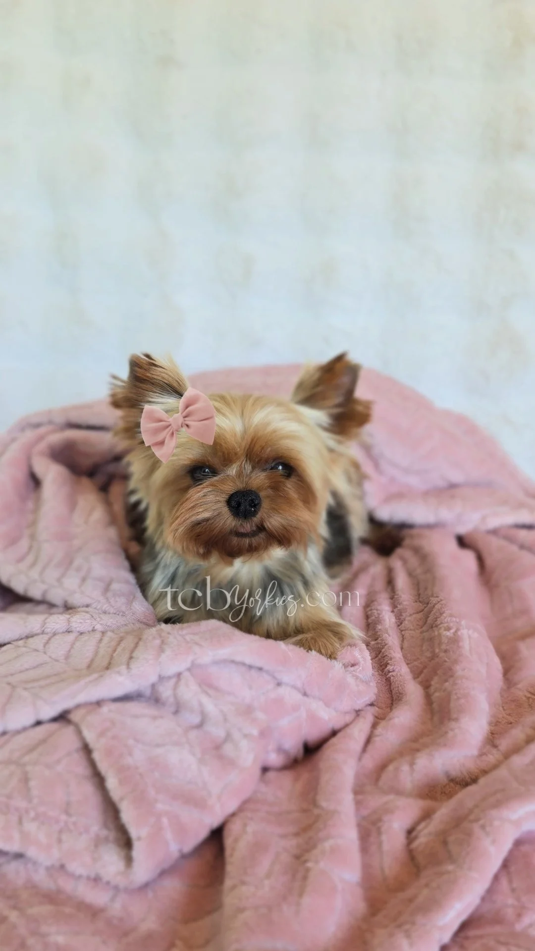 A small Yorkshire Terrier dog with a pink bow on its head, lying on a pink blanket.