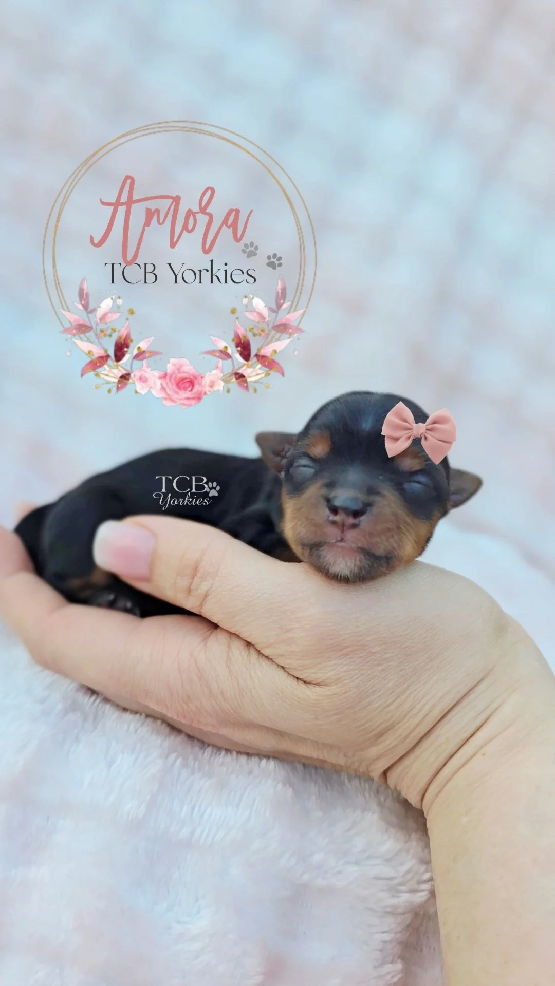 Close-up of a tiny black and tan puppy being held in a person's hand with a pink bow on its head, and a floral logo with the text 'Amora TCB Yorkies' in the background.