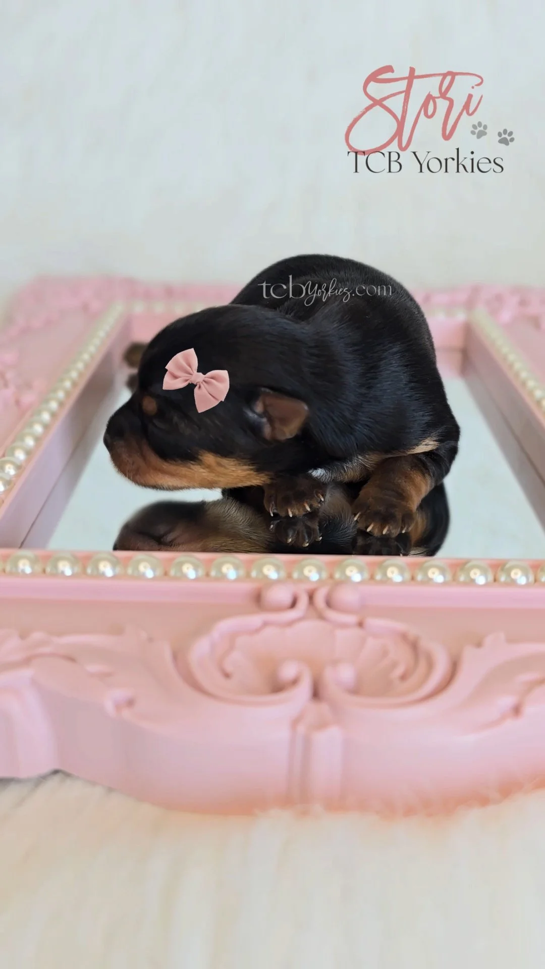 Small black and tan Yorkshire Terrier puppy with a pink bow on its head, sitting in a pink decorative box with pearl accents.