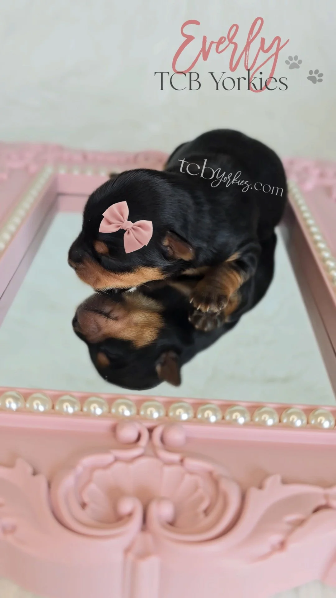 A small black and tan puppy with a pink bow on its head is lying on a mirror atop a pink ornate frame with pearl accents. The puppy's reflection is visible in the mirror.