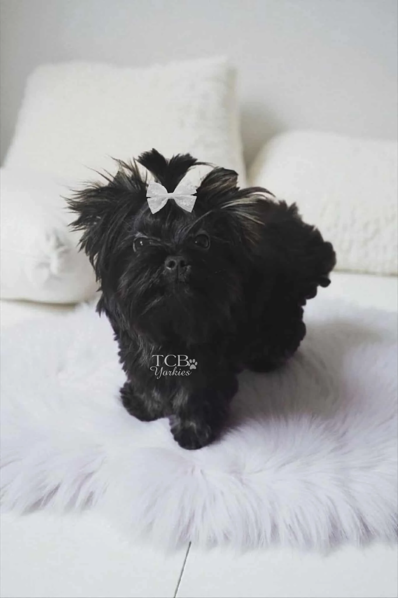 A small black dog with a bow on its head, lying on a white fluffy rug with white pillows in the background.