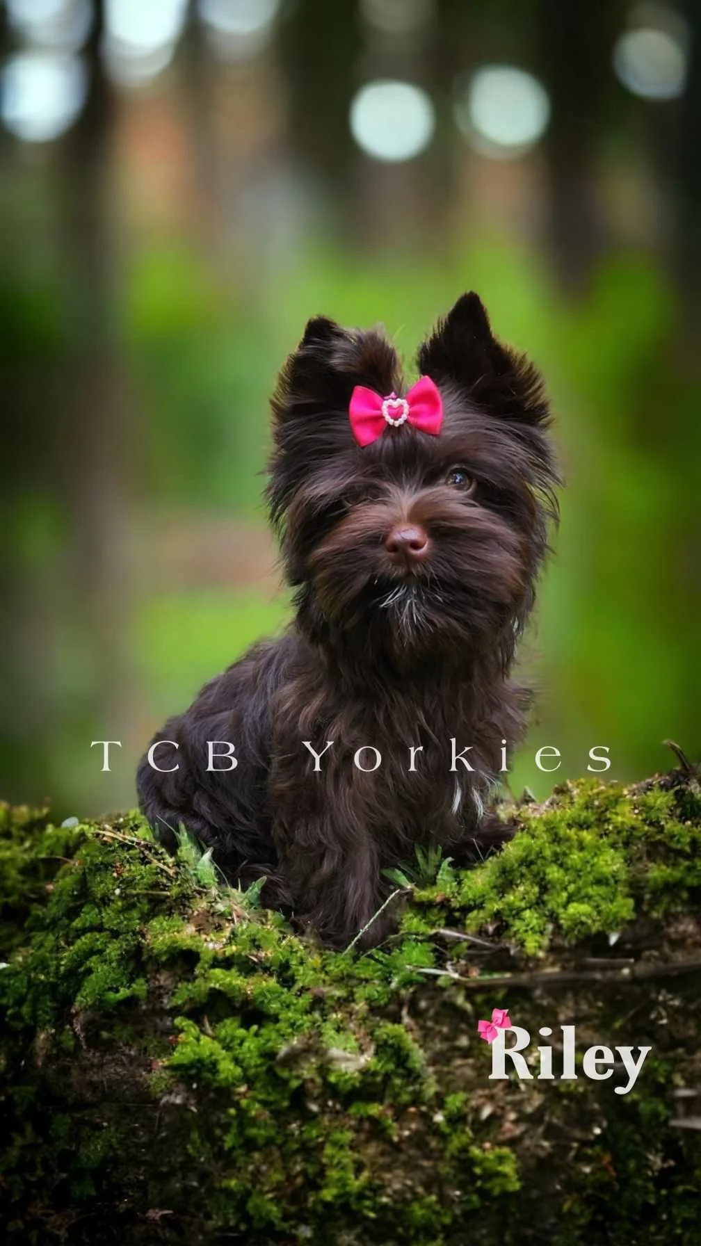 A small, fluffy, dark brown dog with a pink bow on its head, sitting outdoors on moss-covered ground in a forested area.
