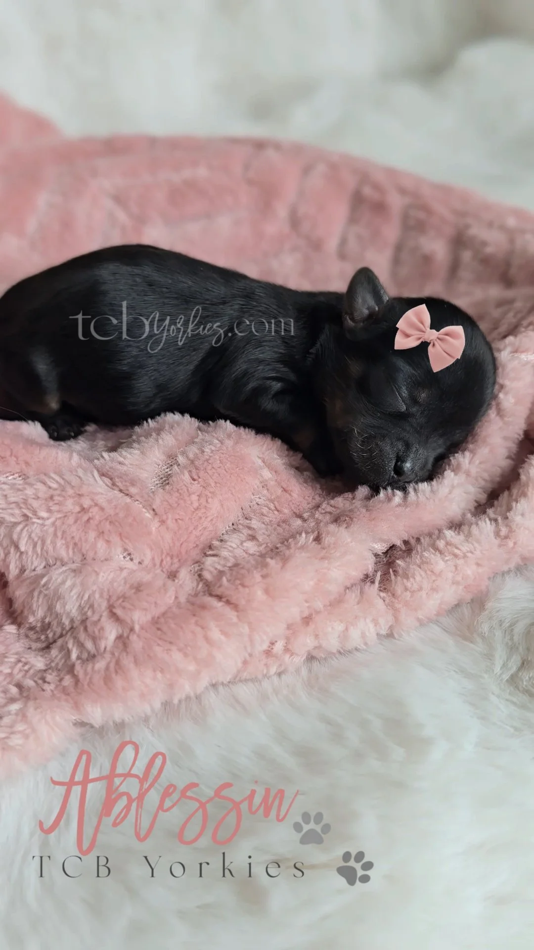 A small black puppy with a pink bow on its head, sleeping on a soft pink blanket.